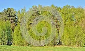 The edge of a mixed forest on a clear day in summer