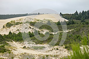 The edge of the Oregon sand dunes