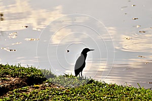 On the edge of the park pond a bird Butorides striata