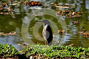 On the edge of the park pond a bird Butorides striata stopped