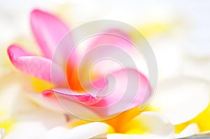 Edge of pink Frangipani petal