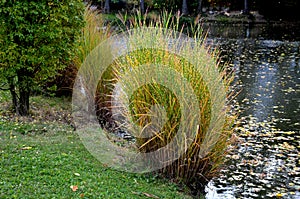 On the edge of the pond grow large grass by the shore. shore erosion. lawn to the water. autumn atmosphere