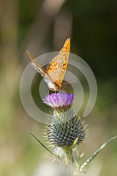 Edge ring Fritillary - milk thistle