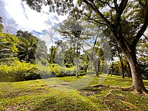Edge of secondary rainforest photo