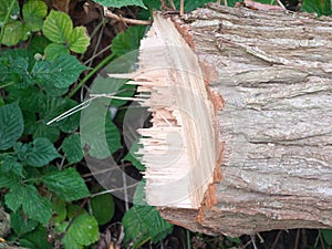 Edge of sharp jagged chopped tree trunk stump wood tree surgery