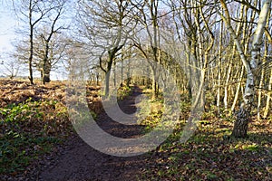 On the edge of Sherwood Forest runs a muddy footpath