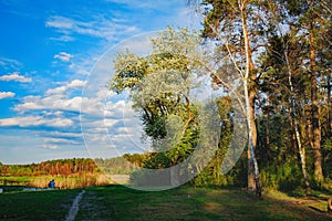 The edge of the spring forest in the evening sun