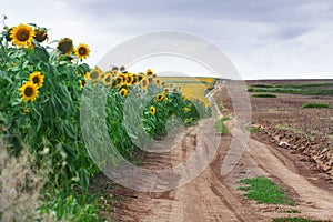 Edge of sunflower field in summer