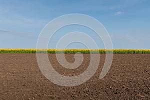 Edge of Sunflowers Field