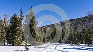 The edge of the taiga in winter. Paths are trodden in the snow.