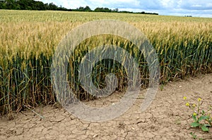 Edge of wheat field slow ripening ears brown soil cloudy grain low grain drought, sky