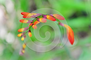 The red flower buds of Crocosmia photo