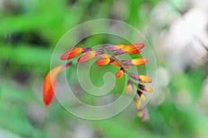 Crocosmia flower buds in the field photo