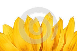 Edge of yellow sunflower petals isolated on a white background