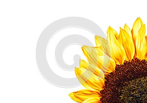 Edge of yellow sunflower petals isolated on a white background