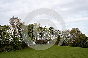 Edge zone with trees