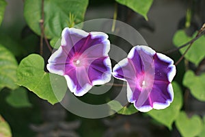 While-edged morning glory