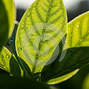 Edges of the leaf are softly blurred emphasizing the central vein structure