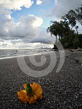 An orange flower rests on the sandy beaches of Edgewater Park - Cleveland - Ohio