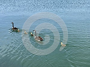 Geese and their babies take a spring swim - The Great Lakes - Cleveland, Ohio - USA