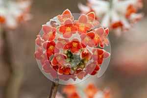 Edgeworthia chrysantha Red Dragon photo