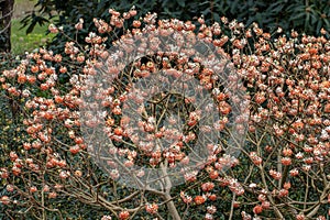 Edgeworthia chrysantha Red Dragon photo