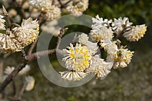 Edgeworthia chrysantha shrub photo