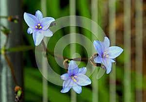 Edging lobelia, garden lobelia or trailing lobelia