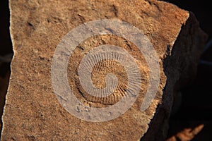 Ediacara fossil in the Flinders Ranges in South Australia