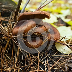 Edible agaric mushrooms