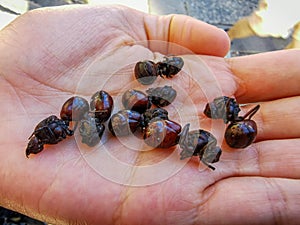 Edible ant traditional from Santander region of Colombia called Hormiga Culona which literally translated in english is