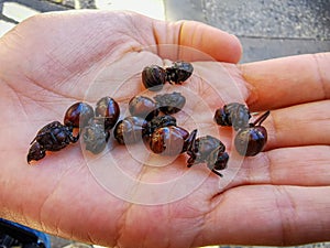 Edible ant traditional from Santander region of Colombia called Hormiga Culona which literally translated in english is