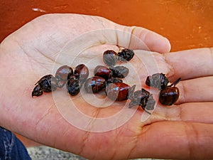 Edible ant traditional from Santander region of Colombia called Hormiga Culona which literally translated in english is