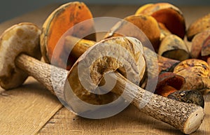 Edible and appetizing wild boletus mushrooms and Suillellus luridus on the table