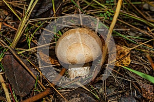 Edible beautiful, light, young mushroom Leccinum aurantiacum in an aspen forest, close-up