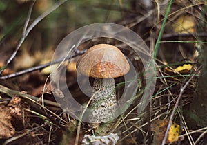 Edible Birch mushroom in the forest close up. Rough boletus or leccinum scabrum, brown cap boletus