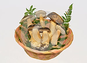 Edible boletus edulis mushrooms