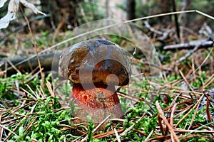 Edible boletus luridiformis