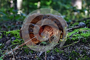 Edible boletus luridiformis mushroom