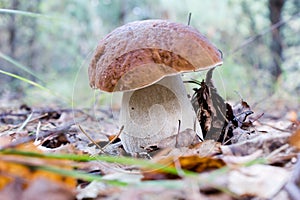 Edible boletus mushroom