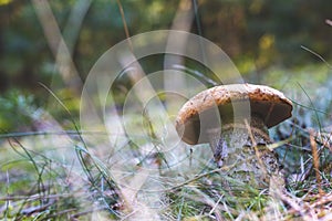 Edible boletus mushroom in forest