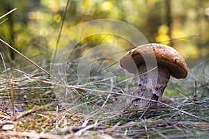 Edible boletus mushroom grow in nature