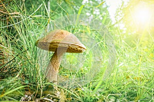 Edible boletus mushroom Leccinum scabrum in the grass low angle view. Birch bolete with brown hat