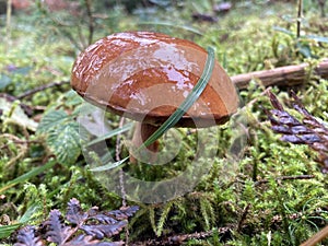 Edible brown cap mushroom on forest floor