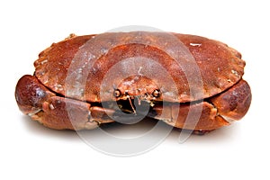 Edible brown crab.