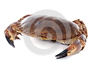 Edible brown crab