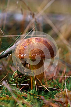Edible brown fungus in the forest during autumn season. Bay bolete mushroom found during the mushroom picking season photo