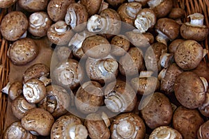 edible brown mushrooms