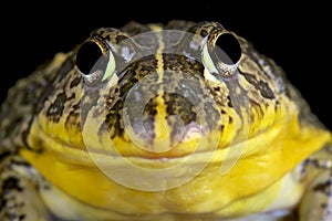 Edible bullfrog (Pyxicephalus edulis)