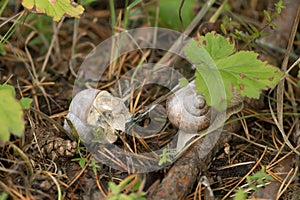 Edible burgundi snails, Helix pomatia